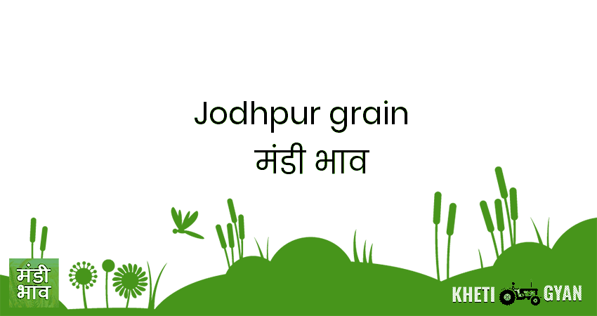 Jodhpur (Grain) मंडी भाव की ताज़ा तस्वीर